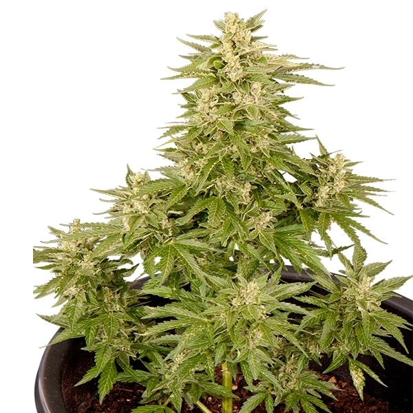 10 gode grunde til hvorfor WEED burde være lovligt i hele verden?