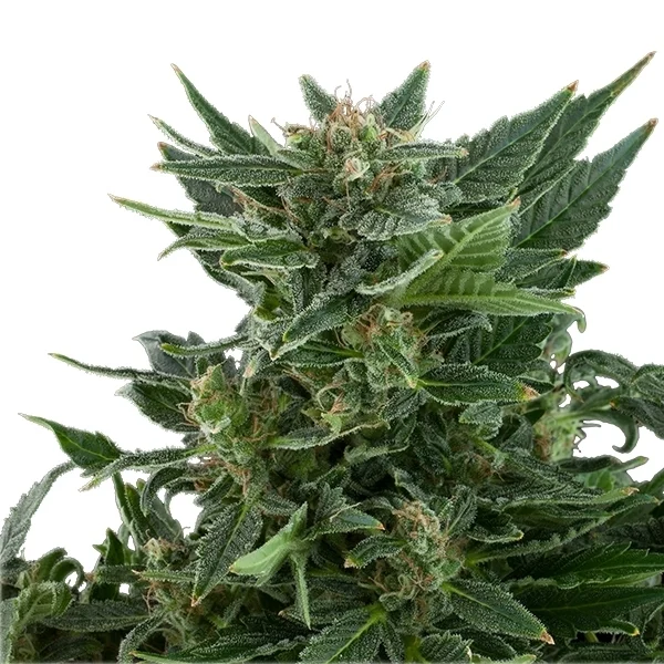 Cannabis til knoglesundhed, kan det hjælpe?