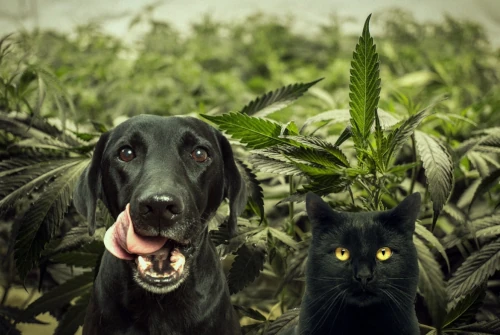 cannabis-hund-kat